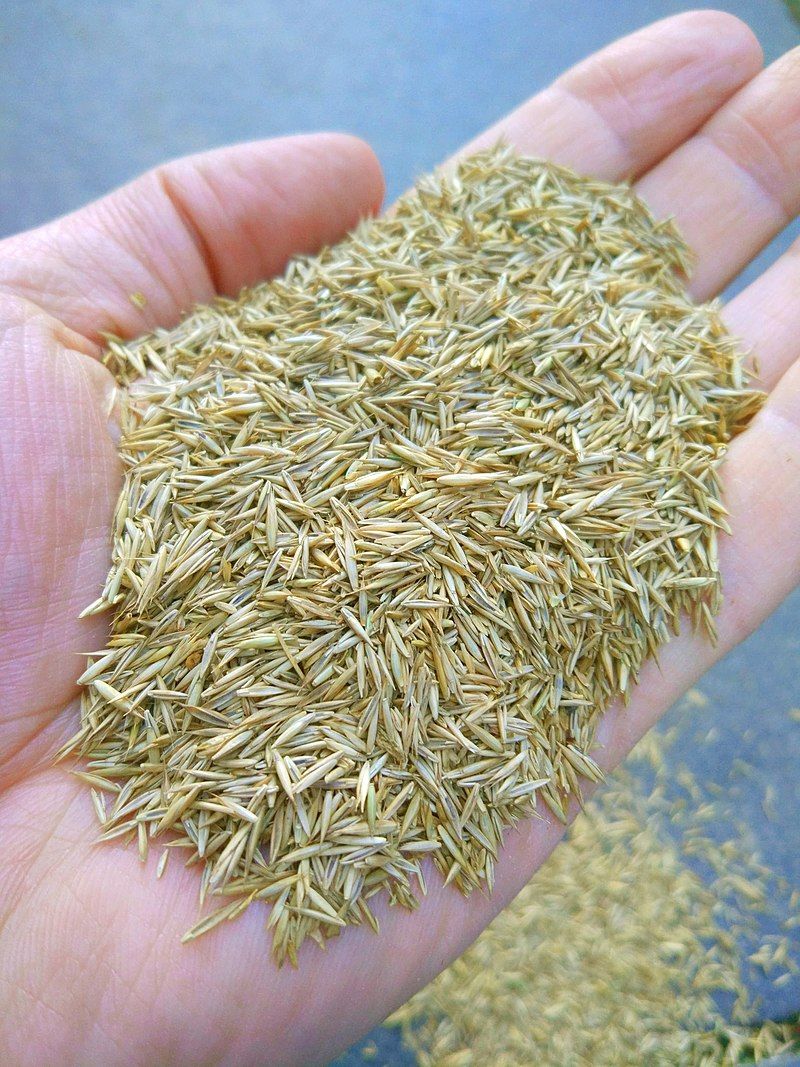 The Path to New Grass Sodding vs. Seeding for North Texas Lawns